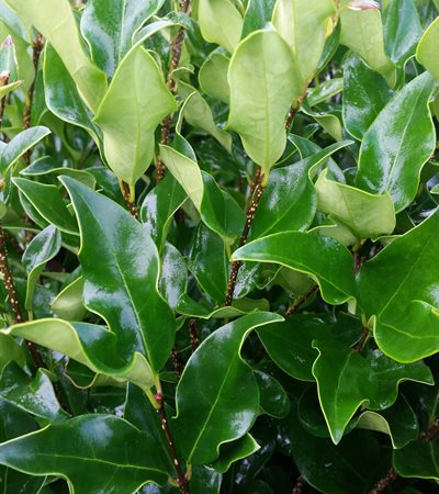 Japanese Privet Recurvifolium